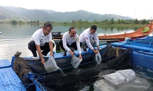 Pokdakan Desa Perlang Dapat Bantuan 8.256 Ekor Bibit Ikan