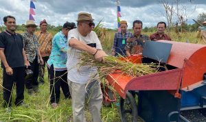 Bupati Sukirman Panen Padi Ladang Perdana di Desa Pelangas