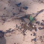 DLH Bangka Tengah Selidiki Temuan Limbah Hitam Diduga Aspal di Pantai Koba-Lubuk Besar