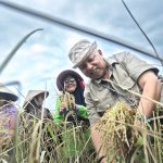 Bupati Sukirman Panen Padi Ladang 54 Ton di Desa Bukit Terak