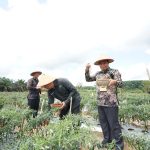 Kepala BI Babel Panen Cabai Merah di Pondok Pesantren At-Thoybah Bangka