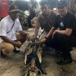 Sempat Serang Nelayan, Buaya 3 Meter di Perairan Mempunai Berhasil Ditangkap