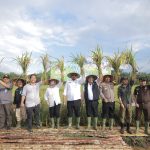 Panen Raya Padi di Desa Banyu Asin, Pj Gubernur Safrizal Tekankan Pentingnya Eksekusi Program Semarak Babel
