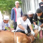 Iduladha, Pemprov Babel Sembelih 17 Ekor Sapi Kurban 