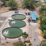 Berhasil Pada Siklus Pertama, Budidaya Udang Vannamei Sistem MSF Desa Berdaya Binaan TJSL PLN Lanjutkan Penebaran Benih Tahap Kedua