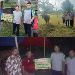 PT FAL Salurkan Bantuan 3 Ekor Sapi Kurban Iduladha 1445  Hijriah 