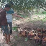 Curi Kelapa Sawit  PT Bangka Agro Mandiri, Warga Penyak Diringkus Polisi