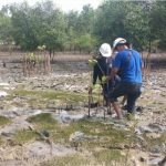 Cegah Abrasi, PT Timah Kembali Tanam 2500 Pohon Mangrove di Pantai Gemuruh