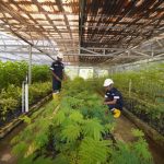 Program Reklamasi, Ini yang Dilakukan PT Timah di Darat dan Laut