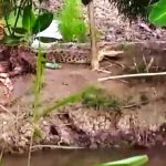Buaya 2 Meter Sering Muncul di Sawah Rias, Petani Minta Segera Ditangkap