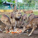 Hari Hewan Sedunia: PT Timah Bersama PPS Alobi Rehabilitasi Satwa di Lahan Bekas Tambang