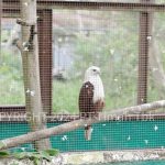 PT Timah Perkuat Komitmen dalam Konservasi Satwa untuk Kelestarian Alam