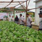 Berberdayakan Kelompok Perempuan Pesisir Dukung Ketahanan Pangan, PT Timah Gandeng Kelompok Lanjut Bestari Tanam Sayuran