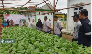 Berberdayakan Kelompok Perempuan Pesisir Dukung Ketahanan Pangan, PT Timah Gandeng Kelompok Lanjut Bestari Tanam Sayuran