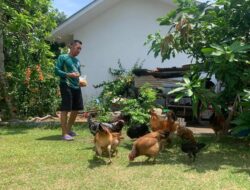 Dukung Program Ketahanan Pangan, Penghuni Komplek Perumahan Unmet PT Timah Manfaatkan Pekarangan