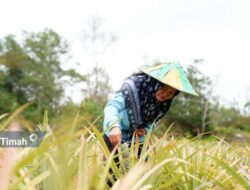 Zulyanti Sosok Inspiratif Dibalik Suksesnya Poktan Aek Jelutung, Kembangkan Program PROTEIN NABATI Bersama PT Timah