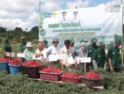 Gapoktan Pading Makmur Desa Lubuk Pabrik Panen 2,4 Ton Cabai Merah