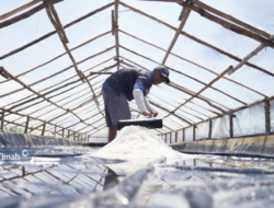 KUPS Garam Mudong Lestari Bangkit Berkat Dukungan PT Timah Tbk