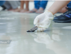 PT TIMAH Tbk Bersama Grup MIND ID dan BKSDA Sumsel Lepasliarkan Tukik Penyu Sisik di Belitung