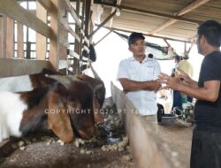 PT Timah Berikan Bantuan Pengembangan Kandang Ternak Kambing ke Kelompok Tani Berkah Makmur Desa Sekar Biru Parit Tiga
