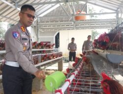 Dukung Program Ketahanan Pangan, Ditlantas Polda Babel Panen Telur Ayam & Bagi-bagi ke Masyarakat
