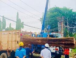 PLN Kolaborasi dengan Pemkot Pangkalpinang Gelar Kegiatan Pangkas Pohon Bersama