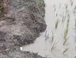 Sawah 4 Balai Benih Desa Rias Kembali Tercemar dan Terendam Limbah