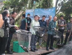 Pokdakan Pinang Raya Desa Pinang Sebatang Panen Ikan Tawar Hingga 1 Ton