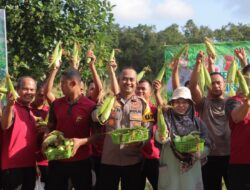 Polres Bangka Tengah Panen 700 Kg Jagung Manis