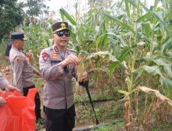 Program Ketahanan Pangan Polda Babel Berhasil, Panen 10 Ton Jagung Manis