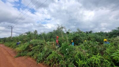 PLN Babel, Perkuat Keandalan Listrik: Lakukan Pemeliharaan Jaringan TM dan Pemangkasan Pohon