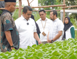Bersama PT Timah, Kelompok Hidroponik Lanjut Bestari Bangun Ketahanan Pangan dari Desa