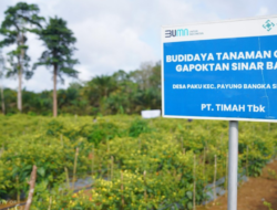 Dorong Ketahanan Pangan, Kolaborasi PT Timah dan Gapoktan Sinar Baru Hasilkan Panen Cabai Melimpah