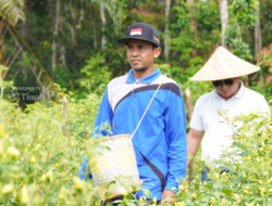 Didukung PT Timah, Gapoktan Sinar Baru Bangka Selatan Andalkan Budidaya Cabai untuk Kesejahteran Petani