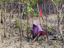 Kolaborasi Jaga Ekosistem Pesisir Bersama Masyarakat, PT Timah Tbk Tanam 12 Ribu Bibit Mangrove di Kundur