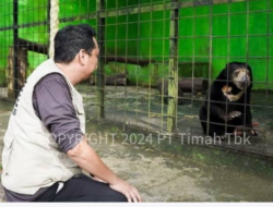 Tambang Timah Ilegal Merajalela di Bangka Belitung, Ancam Ekosistem Satwa Endemik