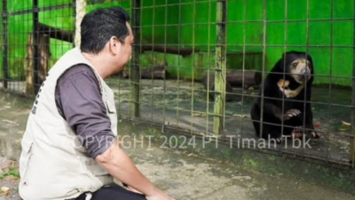 Tambang Timah Ilegal Merajalela di Bangka Belitung, Ancam Ekosistem Satwa Endemik