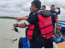 Jaga Kelestarian Kepiting dan Tingkatkan Ekonomi Nelayan, PT Timah Tbk Tebar 300 Bibit Kepiting Bakau di Pantai Kundur