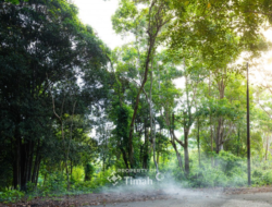 Konservasi Hutan Kehati, Langkah Nyata PT Timah Menuju Keberlanjutan