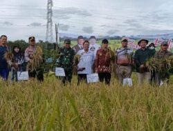 Desa Namang Gelar Panen Raya Padi Dikemas dengan Tradisi Adat Murok Jerami