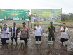 Pemkab Bangka Tengah Dorong Percepatan Tanam Padi Sawah Perkuat Ketahanan Pangan