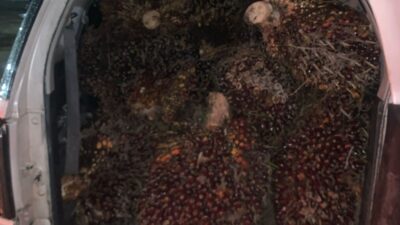 Polres Bangka Tengah Ungkap Kasus Pencurian Sawit Milik PT MHL di Lubuk Besar