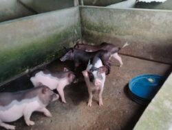 Bermula dari Bantuan Sepasang Calon Indukan, Peternak di Toboali Sukses Kembangkan Puluhan Babi