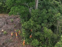 PLN Babel Bersama Warga Bersihkan Pohon Kritis, Jaga Keandalan Transmisi 150kV