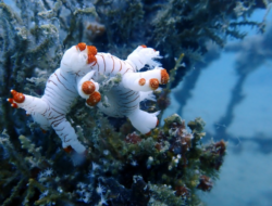 Warisan untuk Laut, PT Timah Konsisten Tenggelamkan Artificial Reef