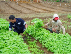Inisiatif PT Timah Dalam Mendukung Sektor Pertanian, Mendukung Program Ketahanan Pangan
