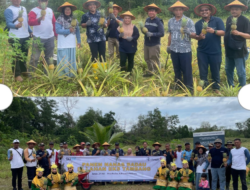 Kolaborasi PT Timah dan Kelompok Tani Air Jelutung Desa Badau Sulap Lahan Bekas Tambang Jadi Kebun Nanas