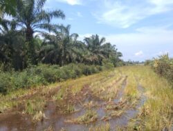 Lumbung Swasembada Pangan di Babel Terancam Akibat Alih Fungsi Lahan Jadi Kebun Sawit, Petani Protes
