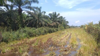 Lumbung Swasembada Pangan di Babel Terancam Akibat Alih Fungsi Lahan Jadi Kebun Sawit, Petani Protes