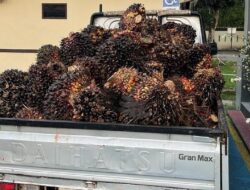 Polres Bangka Tengah Ungkap Kasus Pencurian Sawit di Desa Cambai Selatan, Satu Pelaku Diamankan